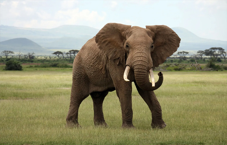 African Elephant