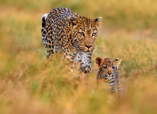 African Leopard