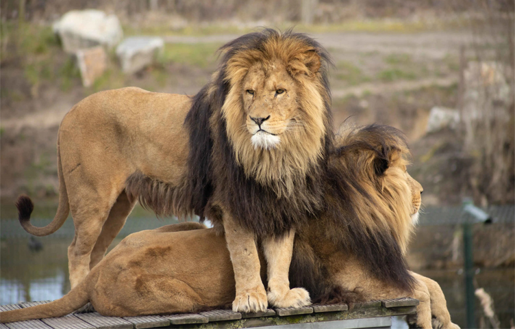 African Lion